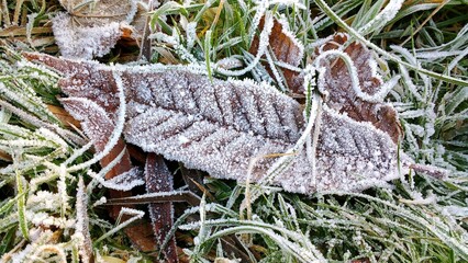 Winter leaves background texture. Closeup of a dry brown fallen leaf over grass during winter, view from above. Leaves filled with tiny ice crystals on their edges.