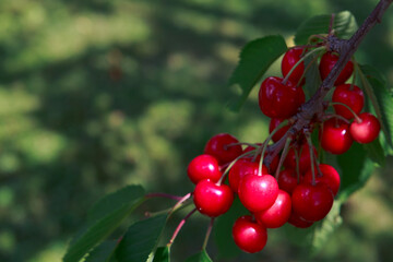 Cherry on a bush branch in the garden in summer.