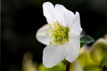 Obraz premium Close-up of white Christmas roses (Helleborus niger)