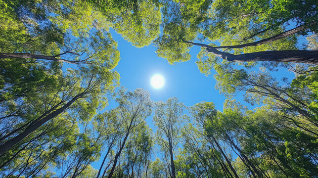 Serene sunlit canopy peaceful forest scene