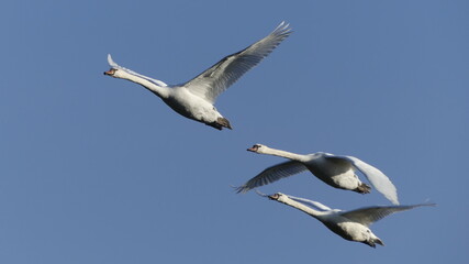 Gans