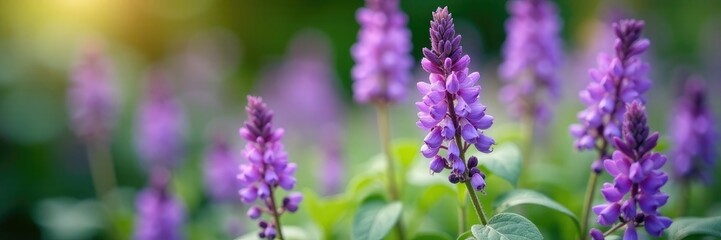 Obraz premium Delicate lavender flowers blooming on Plectranthus Mona foliage, bloom, garden