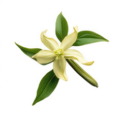 vanilla flower with pods and leaves isolated on white background