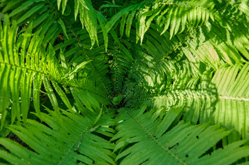 Beautiful fern leaves, natural leafy natural fern background in sunlight.