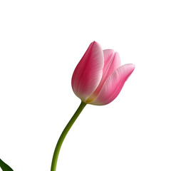 Pink tulips isolated on a transparent background