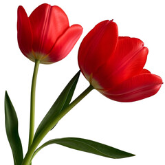 Fototapeta premium Red tulips isolated on a transparent background
