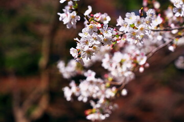 日常で感じる春