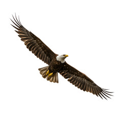 Obraz premium Majestic Eagle Flying High in a Clear, Minimalist Sky