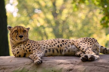 Fototapeta premium cheetah on a rock
