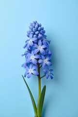 Fototapeta premium Heart-Shaped Spring Hyacinth Flowers Card for International Women's Day Celebrations on a Soft Blue Background