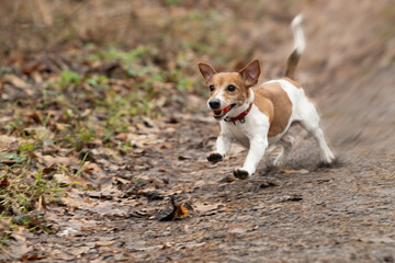 A small dog with brown and white fur is running energetically down a dirt path surrounded by fallen...