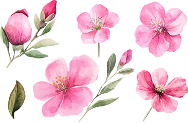 pink and white flowers