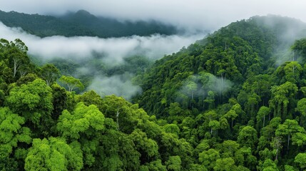 Lush tropical rainforest covered in mist, creating a serene and atmospheric landscape with vibrant green treetops stretching into the horizon