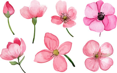 pink flowers isolated on white