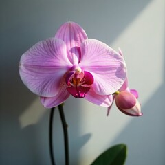 Delicate pink orchid against cool sunlight on gray wall, cool, petals, gray