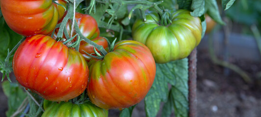 Large ripe and juicy beefsteak tomatoes in the home garden .