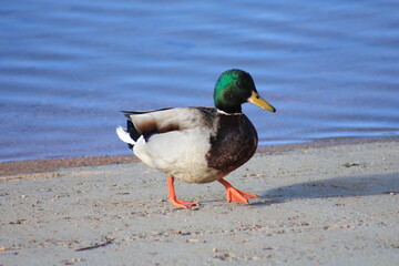 Mallard on the beach