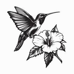 Black and white Hummingbird Feeding On Hibiscus Flower image vector isolated on white background.