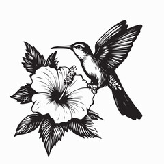 Hummingbird Feeding On Hibiscus Flower image vector isolated on white background.