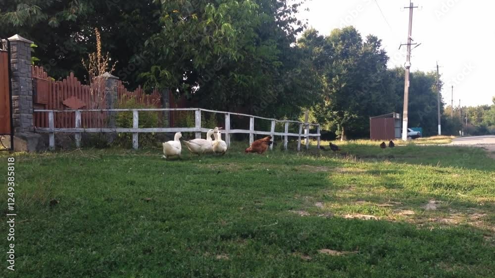 Poster group of ducks and chickens are in a grassy field. the ducks are in the foreground and the chickens 