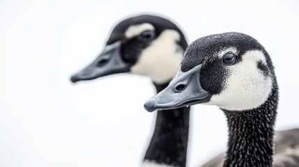 Obraz premium Two ducks standing side by side in a natural setting with green grass and blurred background