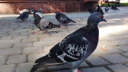 Group of pigeons are gathered on a sidewalk. Some of them are eating while others are standing around