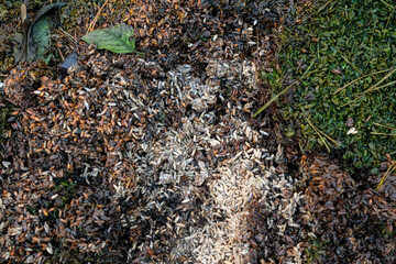 Spoiled grain outdoors. Grain in poor condition. Throw away grain. Grain disposal.