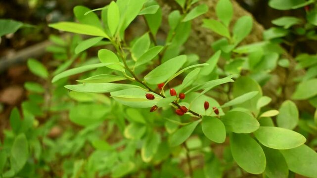 Leaves of coca plant or Erythroxylum novogranatense
