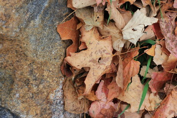 autumn leaves on the ground