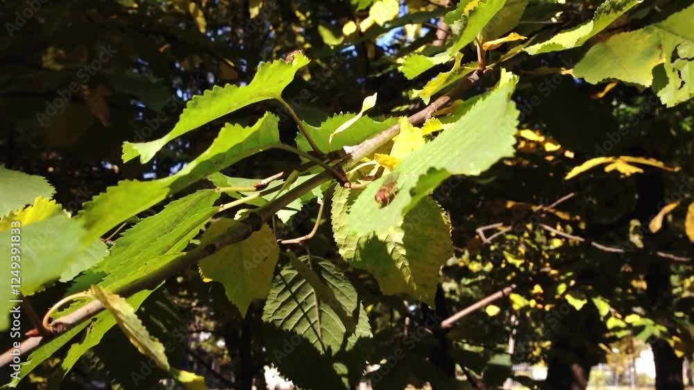 Poster leafy tree branch with a bug on it. the branch is green and the bug is brown