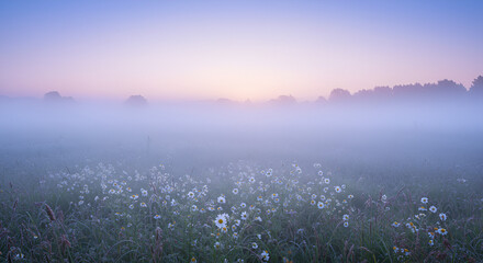 Delicate White Flowers in a Quiet Meadow with Morning Mist