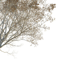 Ulmus changii Tree corner cutout png transparent isolate