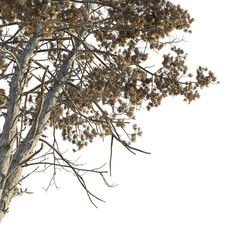 Pseudolarix amabilis Tree corner cutout png transparent isolate