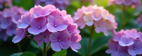 Obraz premium Delicate petals unfold on purple hydrangea stems, blossom stage, garden, flowers