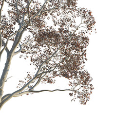 Triadica sebifera Tree corner cutout png transparent