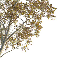 Celtis sinensis Tree corner cutout png transparent