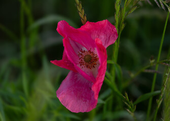Pink poppy flower extreme close-up