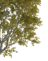 Morus alba Tree corner cutout png transparent