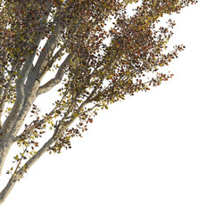 Populus Tree corner cutout png transparent