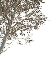 Sassafras tzumu Tree corner cutout png transparent isolate