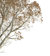 Cyclobalanopsis glauca, Tree corner cutout png transparent