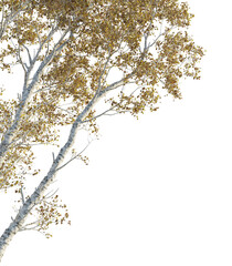 Betula ermanii Tree corner cutout png transparent