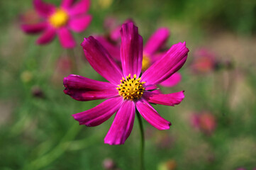 Fototapeta premium Close-up of Cosmea cosmos flower