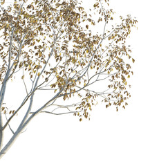 Toxicodendron vernicifluum Tree corner cutout png transparent