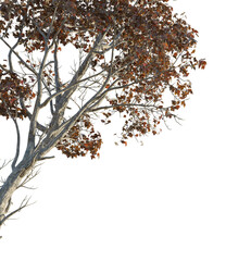 Acer ukurunduense Tree corner cutout png transparent