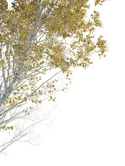 Betula ermanii Tree corner cutout png transparent isolate