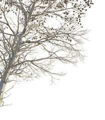 Sassafras tzumu Tree corner cutout png transparent isolate