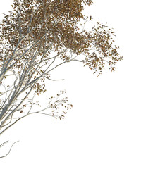 Ulmus changii Tree corner cutout png transparent