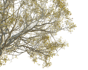 Zelkova serrata Tree corner cutout png transparent isolate