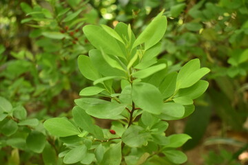 Obraz premium Leaves of coca plant or Erythroxylum novogranatense 